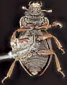 Ochthebius puncticollis - photo 4