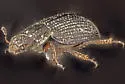 Ochthebius puncticollis - photo 5