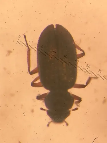 Ochthebius quadricollis