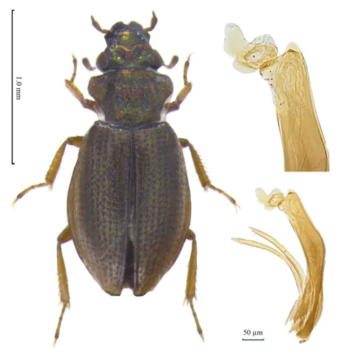 Ochthebius satoi