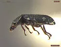 Ochthebius vandykei - photo 2