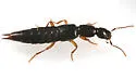 Ochthephilum fracticorne - Ochthephilum fracticorne