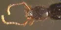 Ochthephilum fracticorne - photo 5