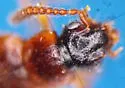 Ochthephilus biimpressus - photo 2