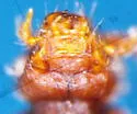 Ochthephilus biimpressus - photo 3