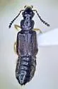 Ochthephilus californicus