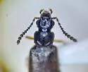 Ochthephilus californicus - photo 2
