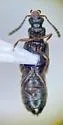 Ochthephilus californicus - photo 4