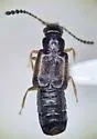 Ochthephilus californicus - photo 5
