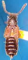 Ochthephilus columbiensis