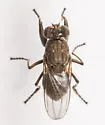 Ochthera anatolikos