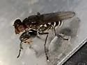 Ochthera tuberculata