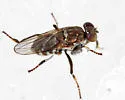 Ochthera tuberculata - photo 5