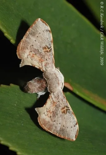Ocinara albicollis - photo 4