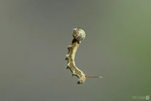 Ocinara albicollis - photo 6
