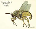 Ocnaea boharti