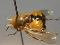 Ocnaea boharti - photo 2