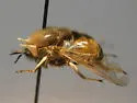 Ocnaea boharti - photo 3