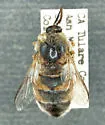 Ocnaea sequoia