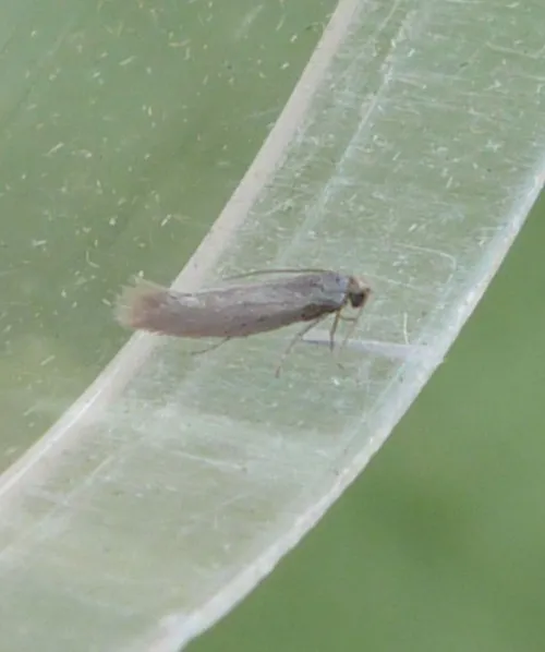 Ocnerostoma friesei