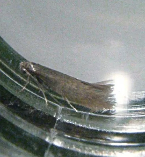Ocnerostoma friesei - photo 2