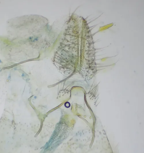 Ocnerostoma friesei - photo 4