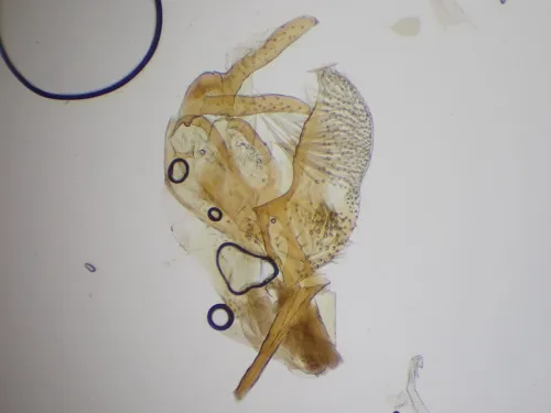 Ocnerostoma friesei - photo 5