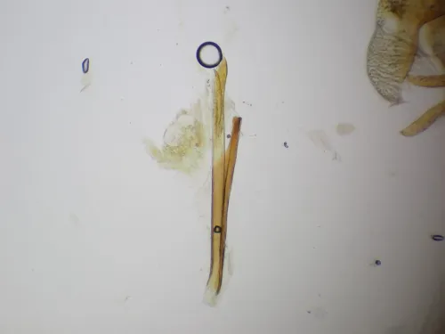 Ocnerostoma friesei - photo 6