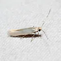 Ocnerostoma piniariella - Hodges#2409