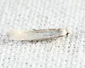 Ocnerostoma piniariella - Hodges#2409 - photo 2