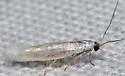 Ocnerostoma piniariella - Hodges#2409 - photo 4