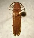 Octinodes amplicollis