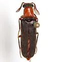 Octinodes gracilior - photo 2