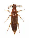 Octinodes megalops