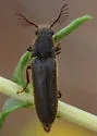 Octinodes schaumi - photo 4