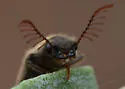 Octinodes schaumi - photo 5