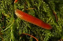 Octoglena anura