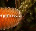 Octoglena anura - photo 2