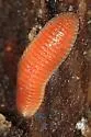 Octoglena anura - photo 5