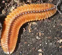 Octoglena bivirgata