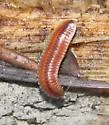 Octoglena bivirgata - photo 2