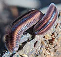 Octoglena bivirgata - photo 5