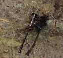 Grappletail