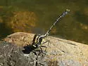 Grappletail - photo 2