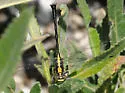 Grappletail - photo 3