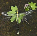 Grappletail - photo 4