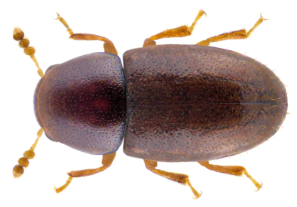 Octotemnus glabriculus
