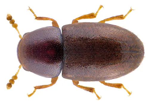 Octotemnus glabriculus - photo 3
