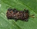 Octotoma marginicollis