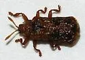 Octotoma marginicollis - photo 2